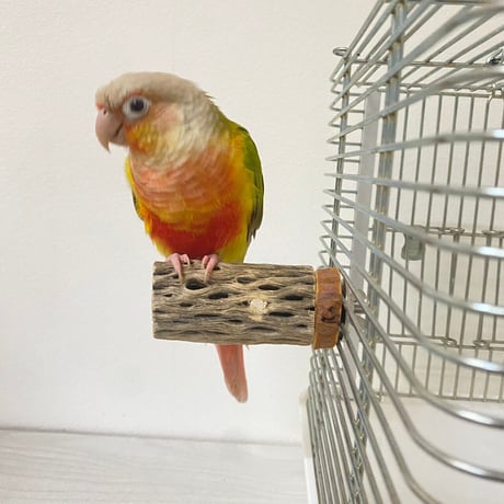 カクタスパーチ小サイズ2本セット 直径（約3-4cm）長さ：7cm／7.5cm ⑪