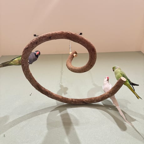 超でかいとぐろちゃんブランコ　【インコのおもちゃ 自然木】