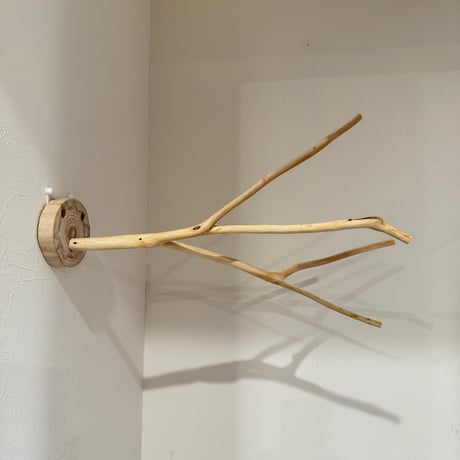桧のピノキオの鼻 ③