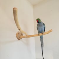 桧のピノキオの鼻⑤