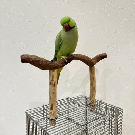 使い方いろいろ 屋上ツタパーチ横35cm 高さ17~20cm