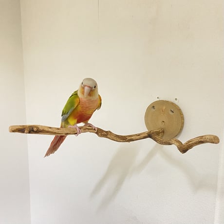 ピノキオの鼻②