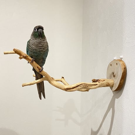 ピノキオの鼻④  貝塚伊吹