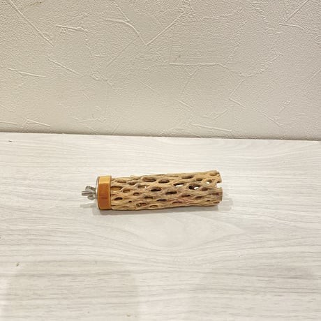 カクタスパーチ⑦ 極小直径2-3cm/10cm
