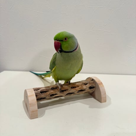 幼鳥・老鳥・介護サポート用　置き型カクタスパーチ① 全長17.5cm/カクタス長さ15cm 【インコ 止まり木 バンブルフット】  のコピー