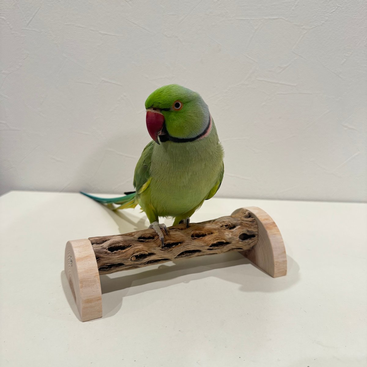幼鳥・老鳥・介護サポート用 置き型カクタスパーチ① 全長17.5cm