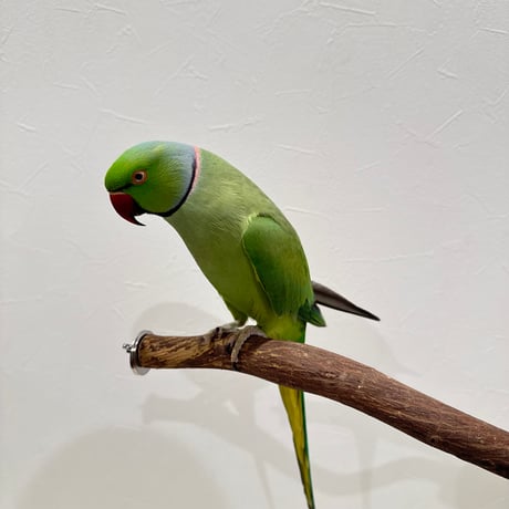 自然木（ツタ）うねうねパーチ⑥ HOEI465 直径約2.2cm/長さ44cm