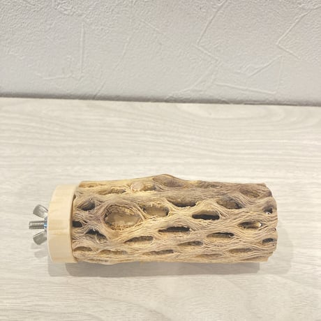カクタスパーチ⑤  小　直径4cm前後 長さ10cm