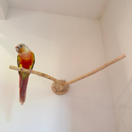 桧のピノキオの鼻 【インコの止まり木 おもちゃ】