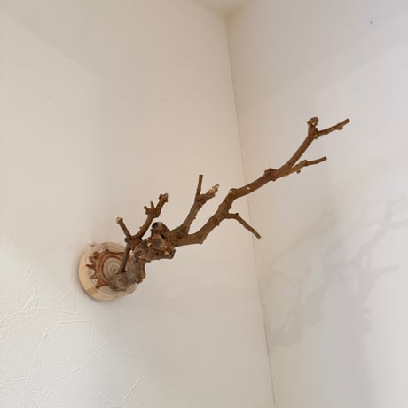 トウカエデのピノキオの鼻【A】