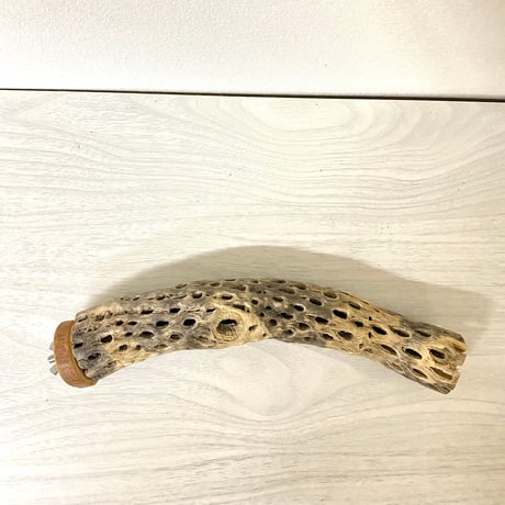 【tampopo.hato.smomo様専用】カクタスパーチ 極小サイズ 直径（約2-3cm）長さ/23cm
