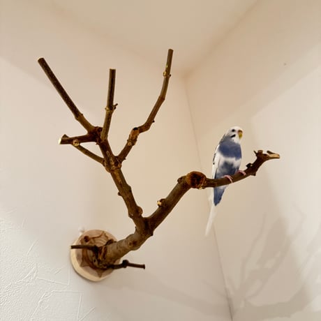 トウカエデのピノキオの鼻【D】