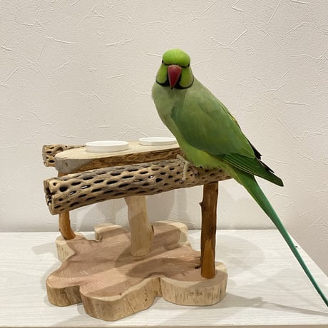 カクタスのおやつ入れ付きスタンドパーチ【B】