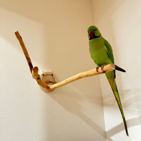 桧のピノキオの鼻 ①