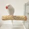 カクタスパーチ小サイズ直径(約3-4cm)/20cm ⑤
