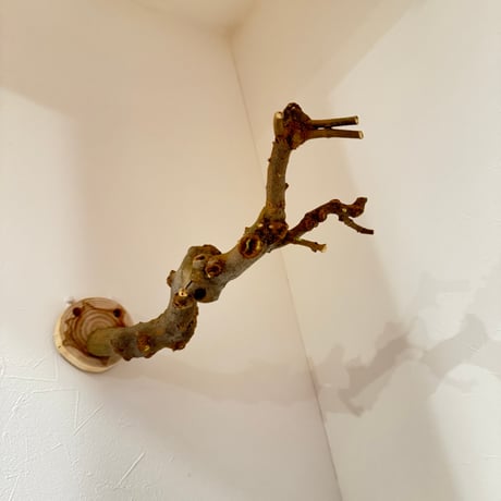 トウカエデのピノキオの鼻【C】