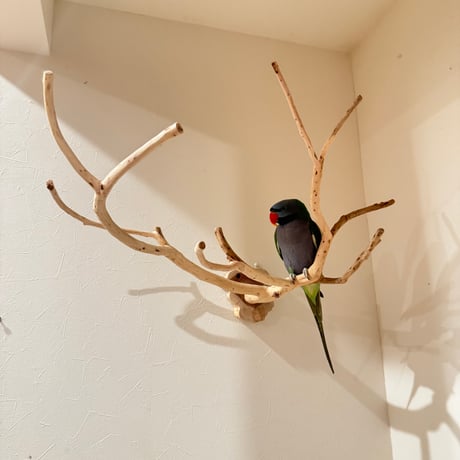 貝塚伊吹のピノキオの鼻 【インコの止まり木 自然木 天然木】