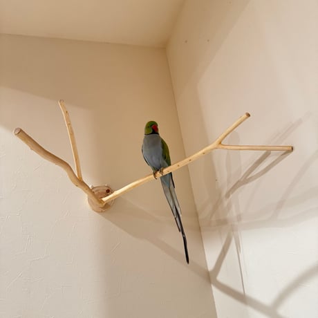 桧のピノキオの鼻 ④【インコ 自然木 止まり木 】