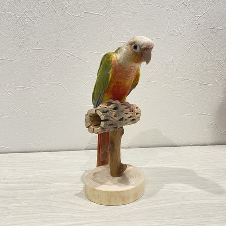 【体重測定用】カクタスのスタンドパーチ⑦  長さ9cm／高さ10cm