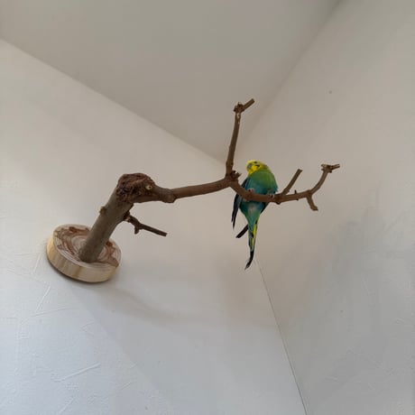 トウカエデのピノキオの鼻【E】
