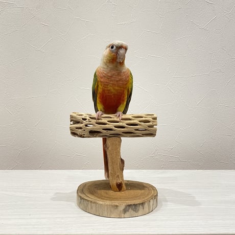 カクタスのスタンドパーチ②　パーチ長さ13cm／高さ11.5cm