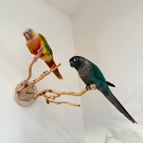 ピノキオの鼻 ④お鼻2本