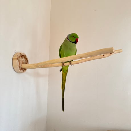 桧のピノキオの鼻③