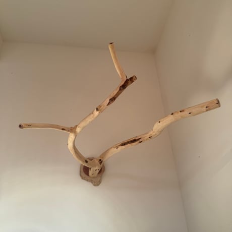 貝塚伊吹のピノキオの鼻 ①【自然木 止まり木 インコのおもちゃ】