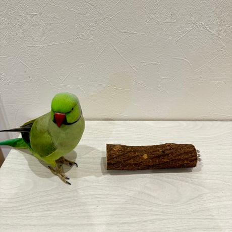自然木（ツタ）パーチ② 直径3.8cm/長さ15cm