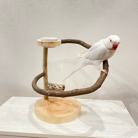 ツタのぐるりんスタンドパーチ　カクタスとオヤツ入れ付き
