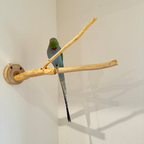 桧のピノキオの鼻 ⑩