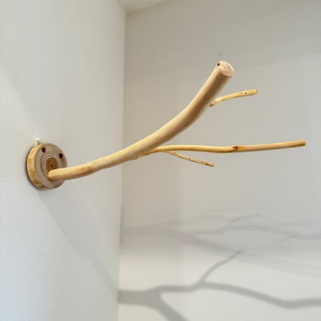 桧のピノキオの鼻 ⑨