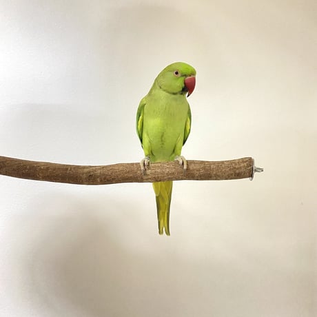 自然木（ツタ）のケージサイズパーチ HOEI465サイズ 直径2.5cm①