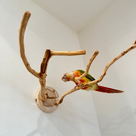 ピノキオの鼻 ② お鼻2本