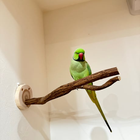 ツタのピノキオの鼻