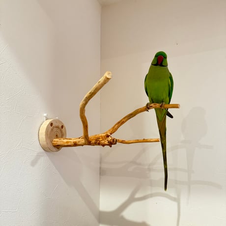 ピノキオの鼻 ①