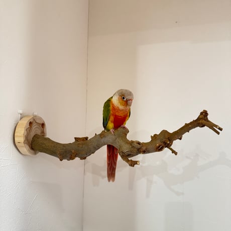 トウカエデのピノキオの鼻【C】