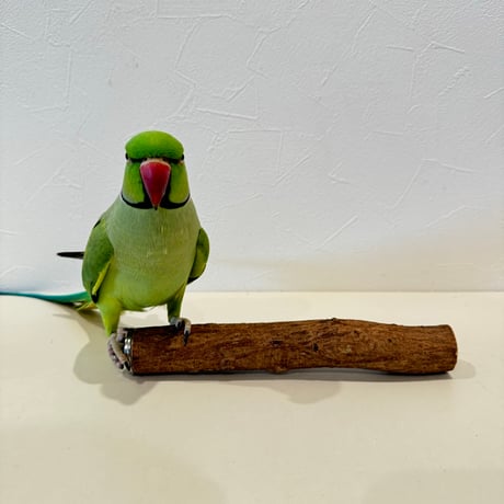 自然木（ツタ）パーチ 直径約3cm/長さ20cm
