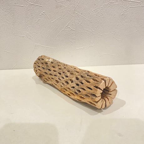 カクタスパーチ⑥ 直径約5.5cm/長さ20cm