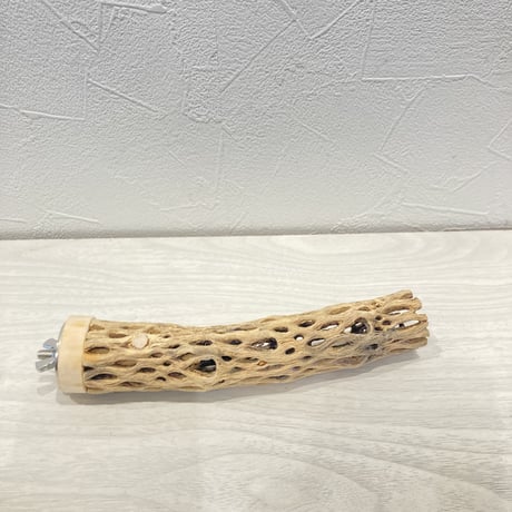 カクタスパーチ極小⑫ 直径約2~3cm 長さ15cm