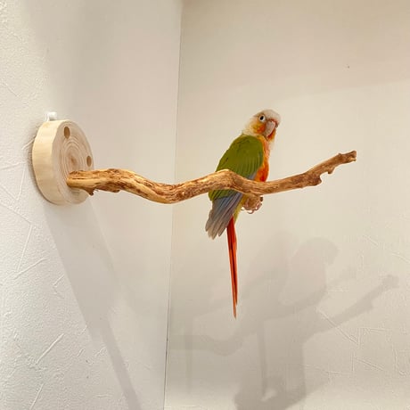 ピノキオの鼻 ④
