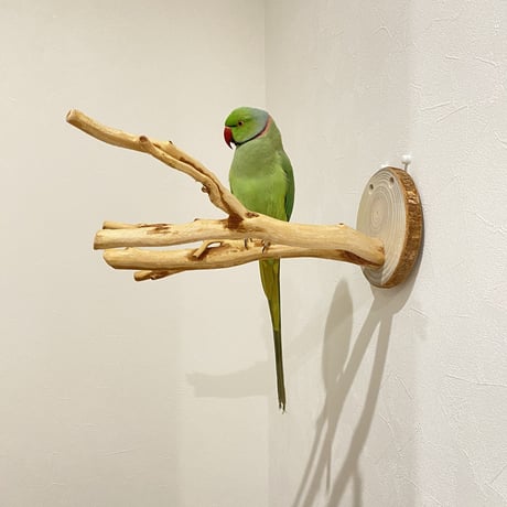 ピノキオの鼻 ②  貝塚伊吹