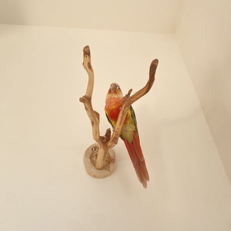 ピノキオの鼻 ②