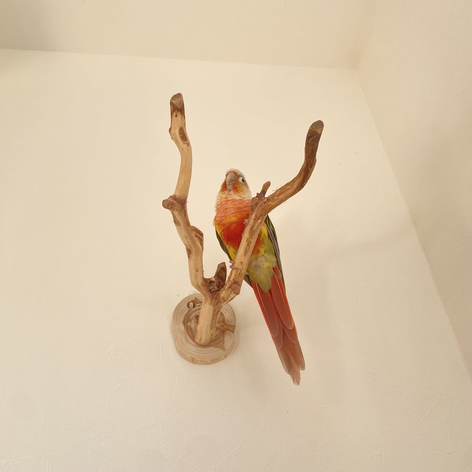 64e42535380c3d002c330406