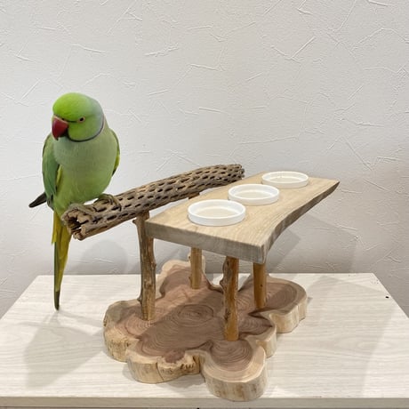 おしゅし屋さん　カクタスカウンタースタンド