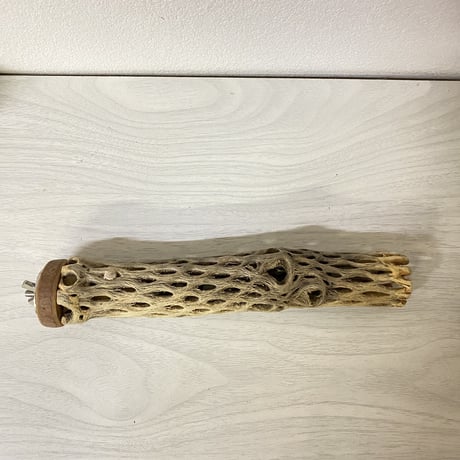 カクタスパーチ 極小サイズ⑭ 直径（約2-3cm）長さ/19.5cm