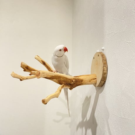 ピノキオの鼻 ②