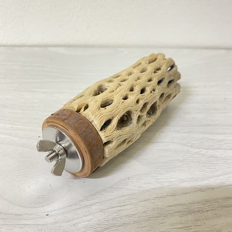 カクタスパーチ⑧ 小サイズ直径（約3-4cm）／10cm