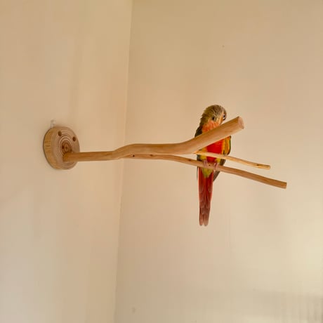 桧のピノキオの鼻 ②