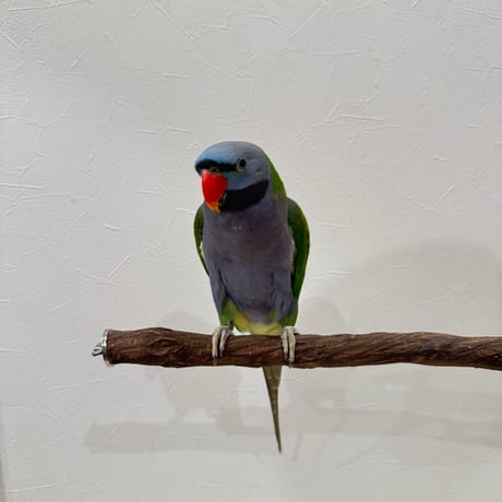殿様パーチ（自然木ツタ） HOEI465サイズ 直径約2.5cm 中型からシロハラインコまで 【インコ 天然木の止まり木】